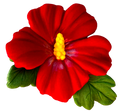 Decoratiune comestibila, Floare de hibiscus